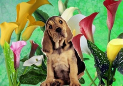 DOG WITH LILIES