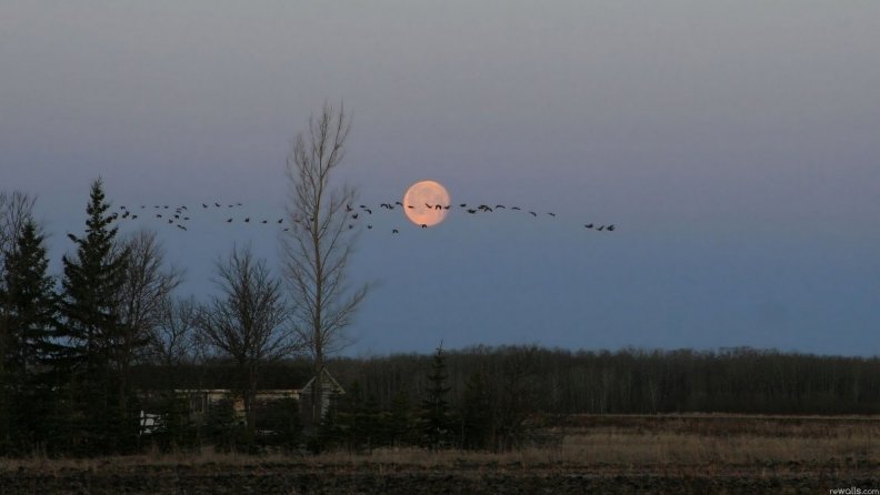 Birds flying across a moon