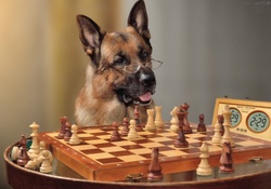Chess Player :)