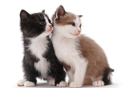 cute kittens