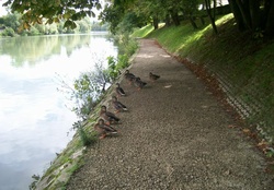 ducks band