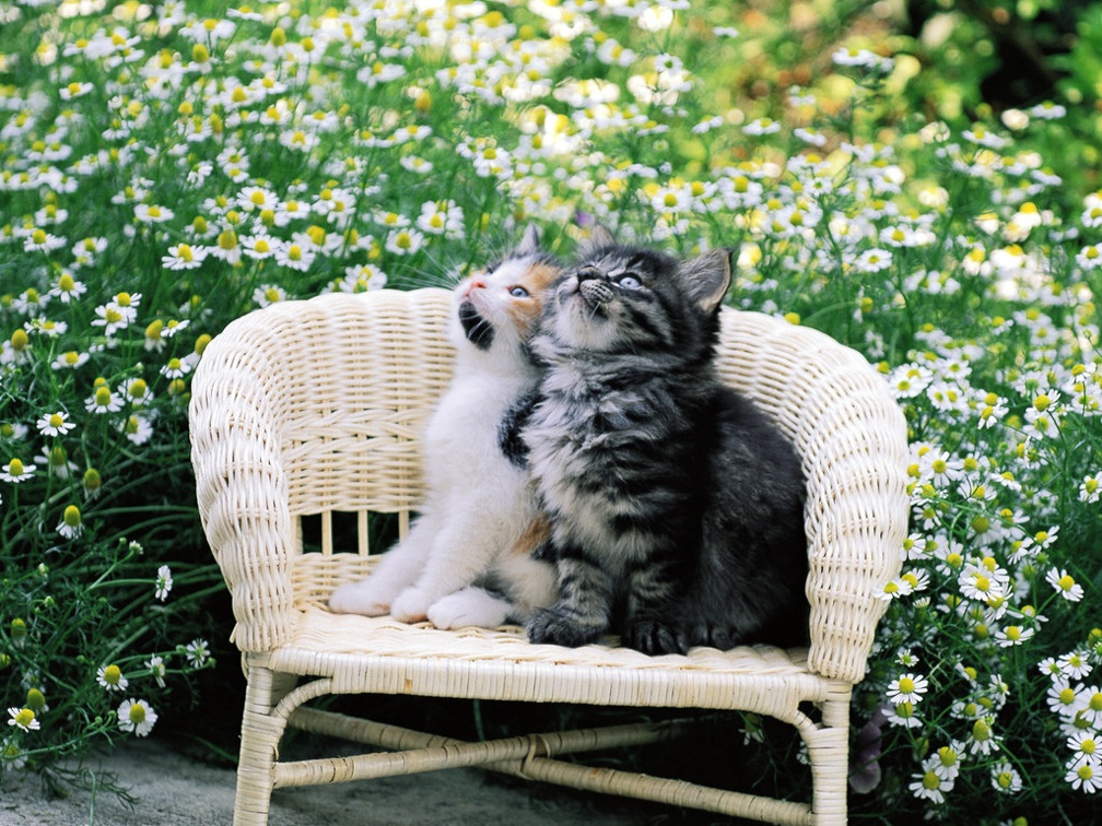 cute kittens in a flower garden