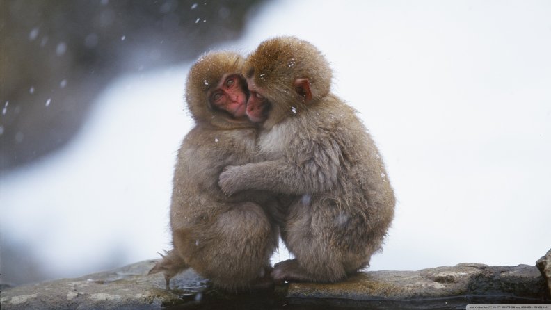 macaques_hug.jpg