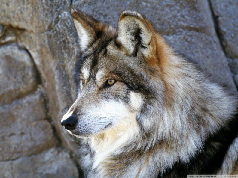 mexican wolf
