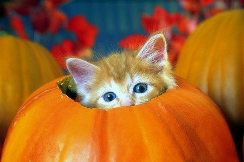 ..Kitten in Pumpkin..