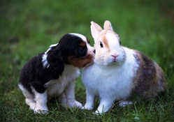 Puppy and Rabbit