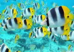 school of tropical fish tahiti