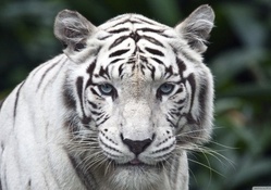 female white tiger