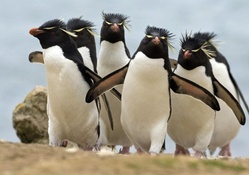 Rockhopper Penguins