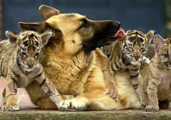 DOG AND CUBS