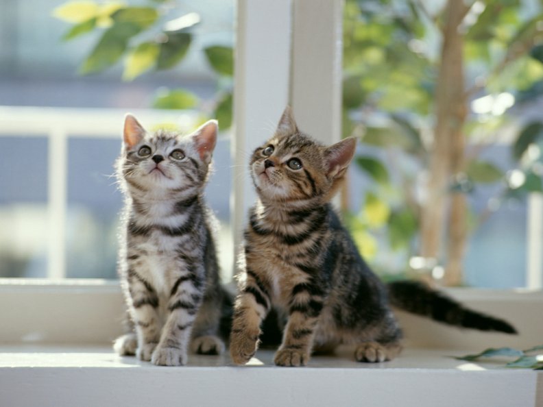 kittens on a window
