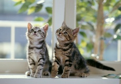 kittens on a window