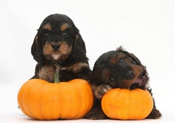 Cockapoo pups with pumpkins