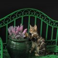 Kitty and flowers