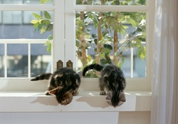 pussy cats on a window