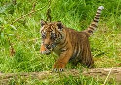 tiger cub playing