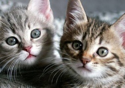 cute kitten twins