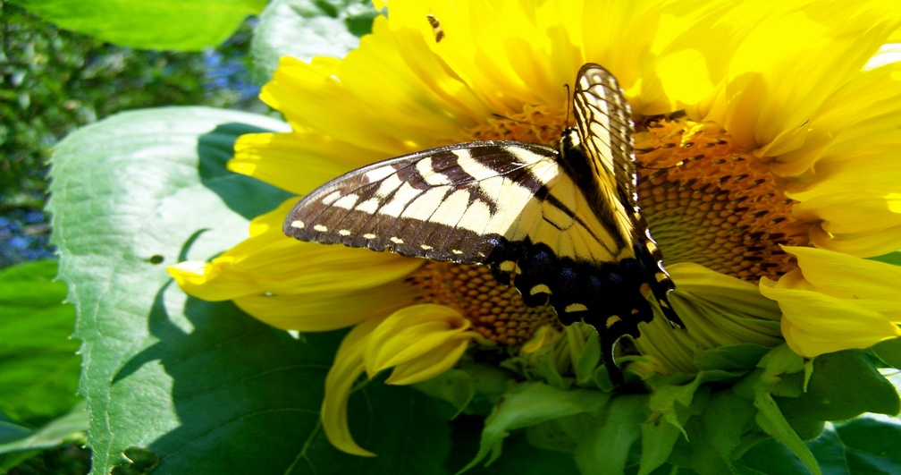 Yellow Butterfly On Sunflower