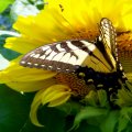 yellow_butterfly_on_sunflower.jpg