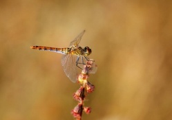First dragonfly