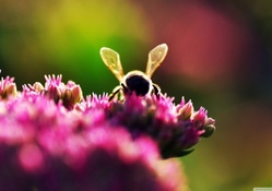 bee on pink flowers