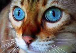 Beautiful Blue Eyes