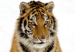 sumatran tiger cub