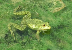 GREEN FROG IN PONDS