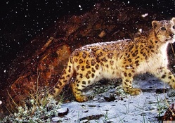 snow leopard flurries