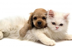 Puppy and Cat