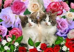 Kittens in The Roses