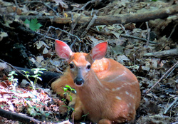Baby Fawn in the Shadows