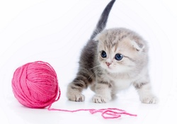 cute kitten with pink string