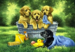 Bathing puppies