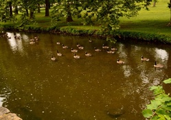 Ducks In A Pond
