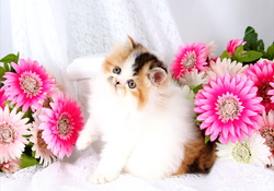 Cute persian kitty