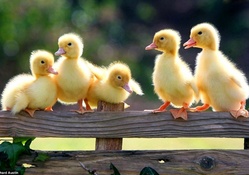 Cute little ducklings