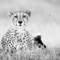 cheetah monochrome
