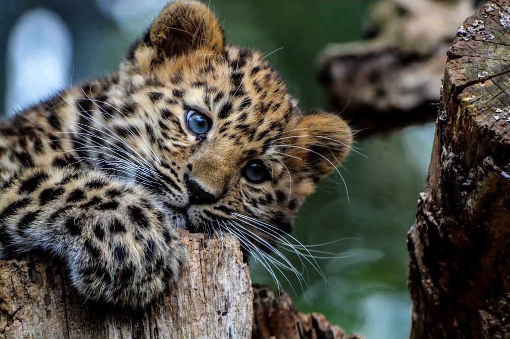 Leopard _ Blue, eyes