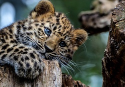 Leopard _ Blue, eyes