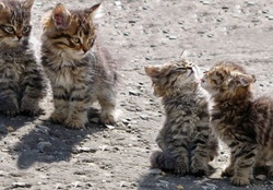 kittens walk