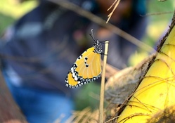 BLUE TIGER BUTTERFLY