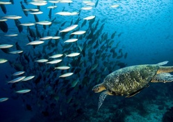 Sea Turtle and Fish