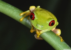 colourful tree frog