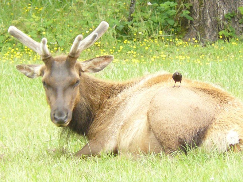 An Elk and his friend