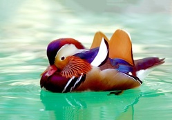 Beautiful Mandarin Duck