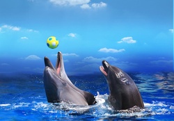 Playing  dolphin's