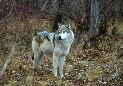 Gray Wolf f