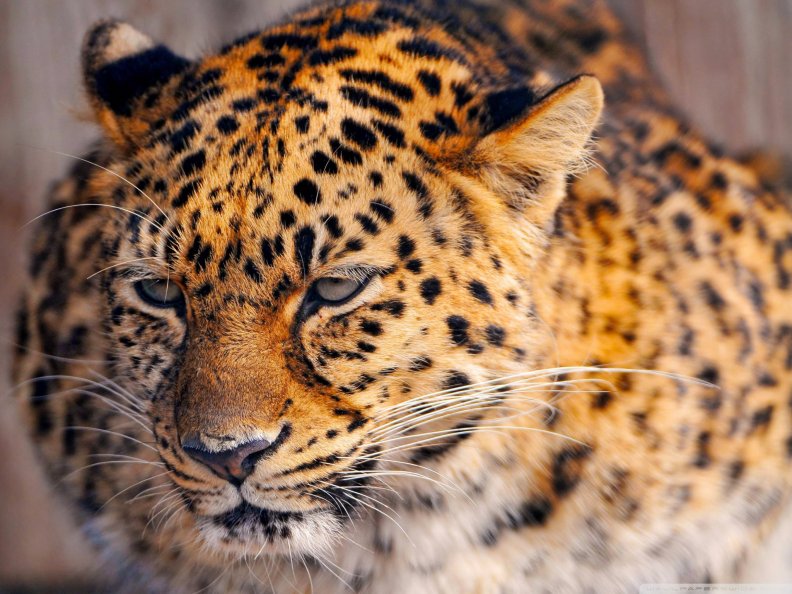 leopard close up