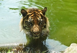 TIGER IN WATER